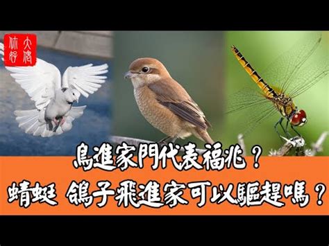 麻雀飛進家裡代表什麼|【麻雀飛進家裡代表什麼】飛雀臨門，吉兆還是兇兆？麻雀飛進家。